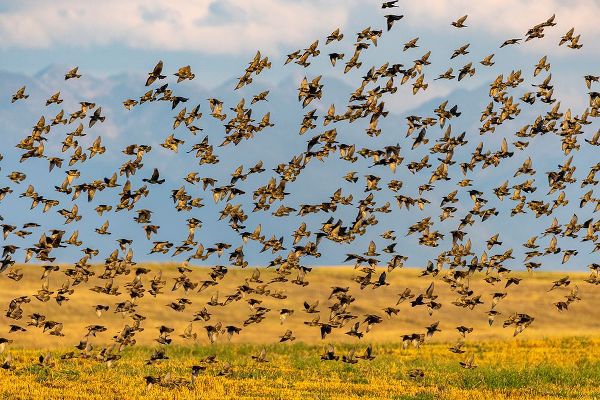Haney, Chuck 아티스트의 Huge flock of European starlings take flight in the Flathead Valley-Montana-USA작품입니다.